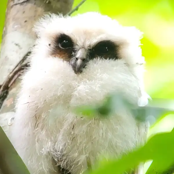 Búho Crestado Juvenil