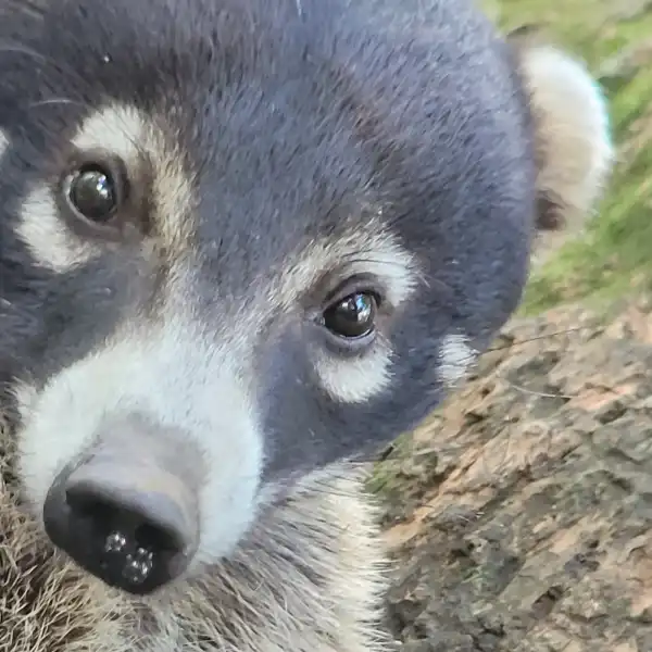 Pizote Coati