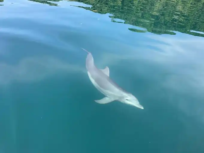 Tour delfines y ballenas